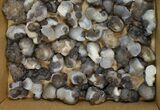 Lot: to Natural Chalcedony Nodules - Pieces #137979-1